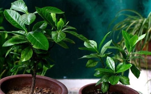 栀子花用水插,嗖嗖生根,插进花盆里,初春还能开花 网易订阅