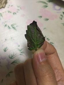 小番茄叶子变成这样怎么办