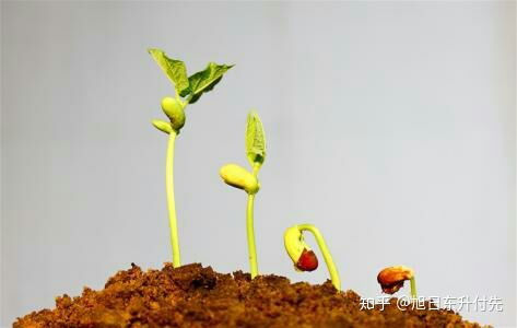 种植蔬菜,种子长出的幼苗出苗大小 强弱不一,是什么原因