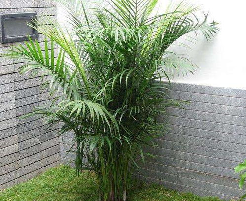 龟背竹 凤尾竹总黄叶,不要怕,每月喂2口 汤 ,叶片肥又绿 植株 观叶 植物 网易订阅