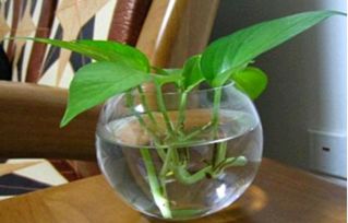 如何配制花草营养液