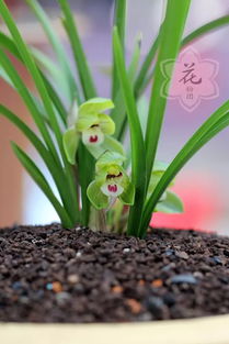 养的兰花为啥不开花 吐血整理嘉兴精品春兰展的讲座精华