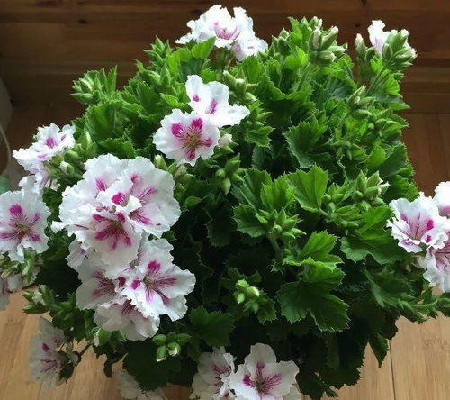 这4种 驱虫花 ,现在养正合适,家里养一盆,夏天蚊虫不进门 植物