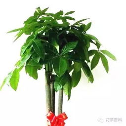 图解发财树的修剪方法