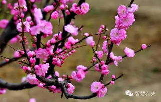 请问,用梅花种子可以种植梅花吗