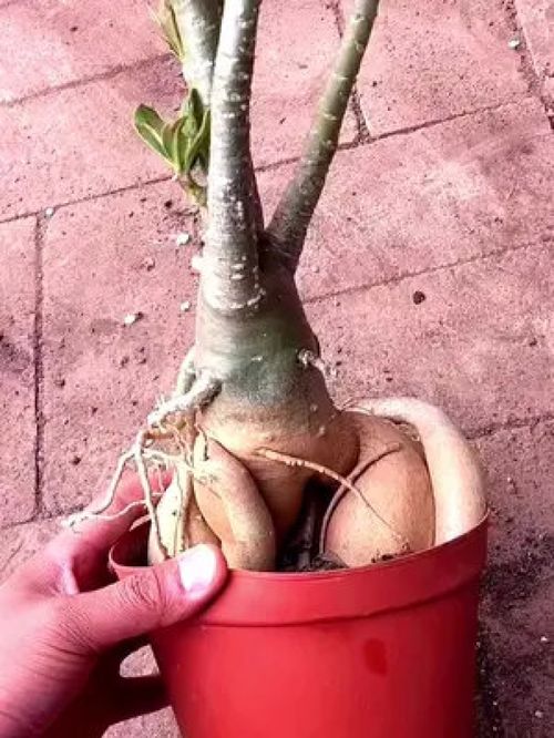 沙漠玫瑰种植 沙漠玫瑰