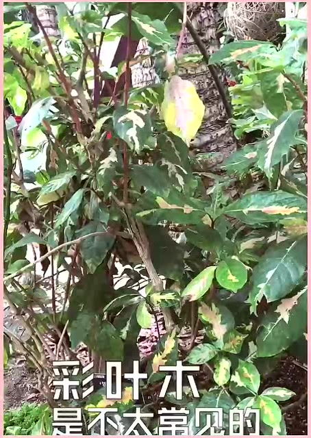 彩叶草的大哥彩叶木