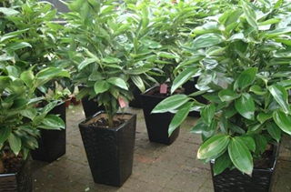 表情 平安树专题 平安树栽培种植技术 病虫害防治 第一农经网 表情