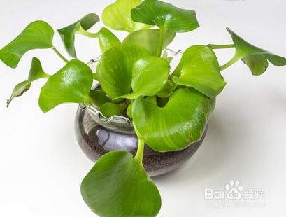水葫芦怎么养