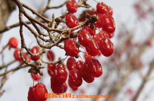 山茱萸的功效与作用及禁忌 山茱萸的药用价值 果蔬百科全说