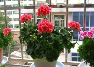 3种花 养家里,净化空气,去除异味,香气满屋又健康 花友