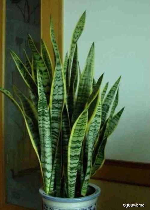 虎皮兰分株做对这点很重要, 晾晒 决定着植株的生根发芽率
