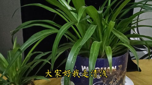 掌握好吊兰养护方法安全过冬不被冻伤,吊兰叶片翠绿茂盛状态好