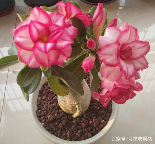 沙漠玫瑰总掉叶子怎么办