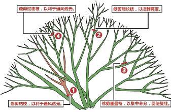 杜鹃花谢了以后残花该怎么办呢