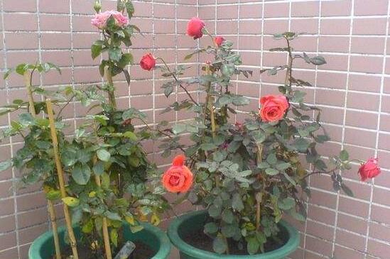 玫瑰苗怎么种,玫瑰花苗种植成活的4大步骤