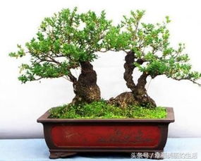 小叶黄杨盆景怎么养护 养护小叶黄杨盆景的方法