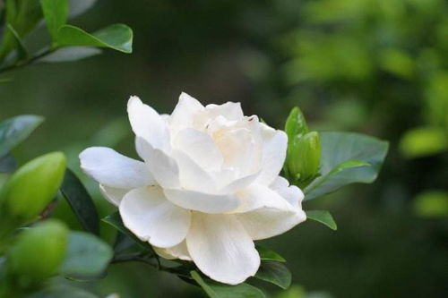 栀子花三天两头黄叶,注意5点,叶子绿出油,花开拳头大 修剪