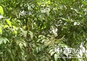黄皮叶的功能主治