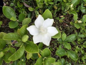 茉莉花的叶子是怎么样的