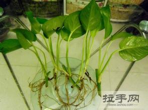 绿萝长的太长怎么办