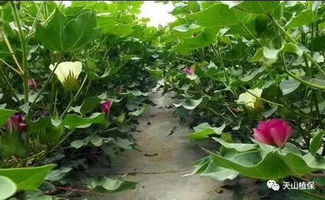高效施肥技术培育优质棉花