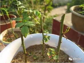 让你的花卉快速生根的扦插小窍门,还发愁养不活 时尚频道