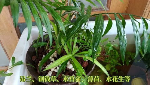 乌龟缸里如何养植物系列视频,袖珍椰子耐阴易养活,乌龟不会啃咬适合养龟缸