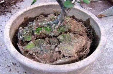 花儿盆土板结,一个小妙招,盆土疏松透气又肥沃,花儿疯长爆盆 土壤
