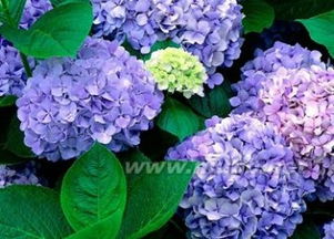 绣球花怎么养 绣球花养殖方法