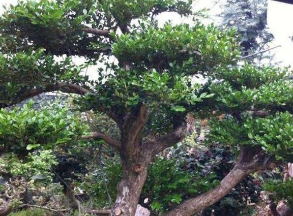 镇宅树 养家里,寓意着 富有 ,养3年变值钱,1盆卖1万 养护 弹子 植物