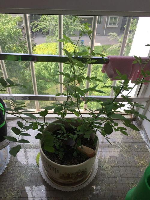 玫瑰花发枝不开花怎么修剪