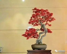 红枫盆景怎样制作 如何才能养好红枫盆景