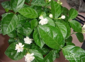 茉莉冬天怎么养 茉莉花盆栽冬季养护方法