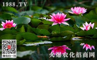 盆栽睡莲的养殖方法,睡莲为什么不开花