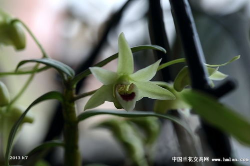 石斛开花 石斛兰