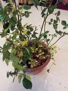 有谁知道这个花黄叶子是什么原因引起的吗