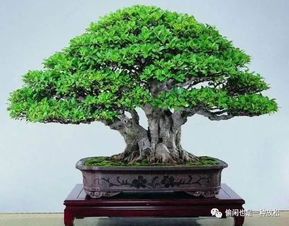 榕树盆景掉黄叶原因 榕树盆景日常养护方法有哪些