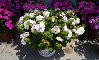 矮牵牛花养殖方法与暴盆秘籍
