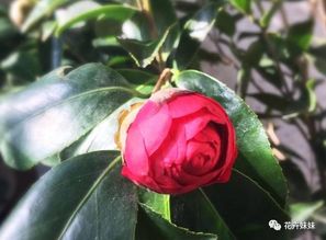 茶花老是掉叶子是怎么回事 怎么防治