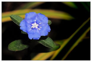 百花园 574 蓝星花