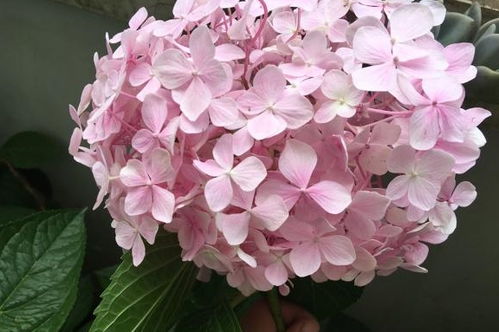 6月养绣球花, 一个 别做,两个加强,越开越多,又美又旺 开花