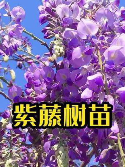 紫藤树苗 种植好时节 紫藤树苗 紫藤 紫藤花 紫藤花种子 紫藤花海 紫藤种植 紫藤花木