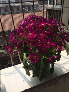 请问这个盆花叫什么啊,她的叶子为什么一夜间成这样了啊