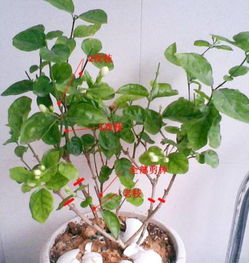 养的茉莉花开花少 那是因为你不懂修剪