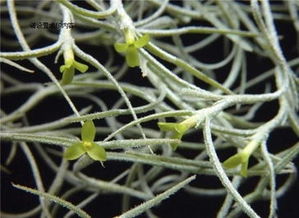 特价不要土的植物空气凤梨 老人须窗帘10 15厘米一条