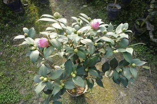 茶花几月开始长花蕾 茶花有花蕾后怎样浇水 图