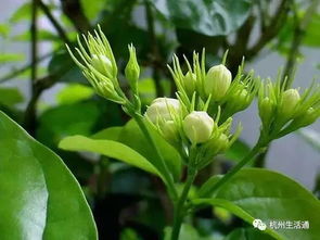 茉莉花的养殖技巧方法,家有茉莉的赶紧看看