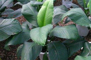 绿巨人植物怎么养殖,春秋施肥夏季遮阴