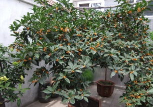 八月桂花香,种植桂花有四种,四季桂花更加适合家庭盆栽观赏